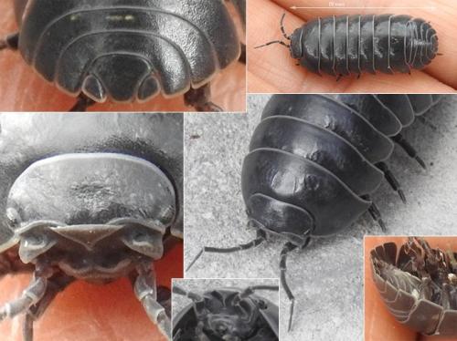 Armadillidium vulgare